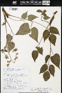 Tauschia nudicaulis image