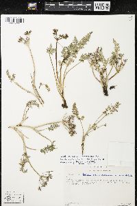 Tauschia hintoniorum image