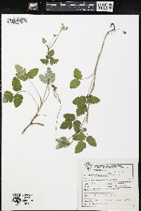 Tauschia nudicaulis image