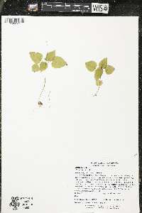 Circaea alpina image