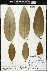 Magnolia pacifica subsp. tarahumara image