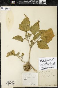 Datura innoxia image