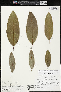 Magnolia pacifica subsp. tarahumara image