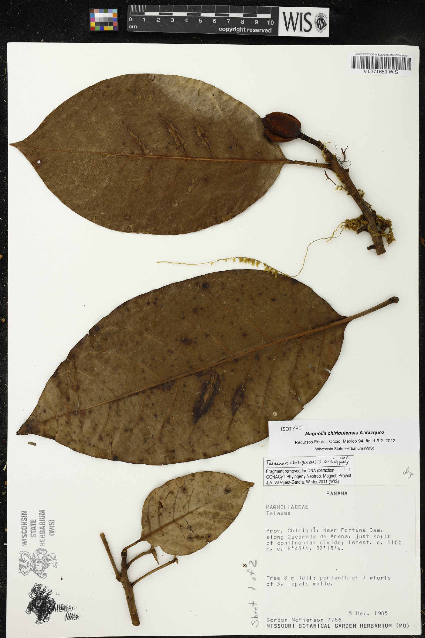 Magnolia chiriquiensis image
