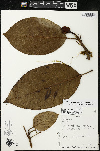 Magnolia chiriquiensis image