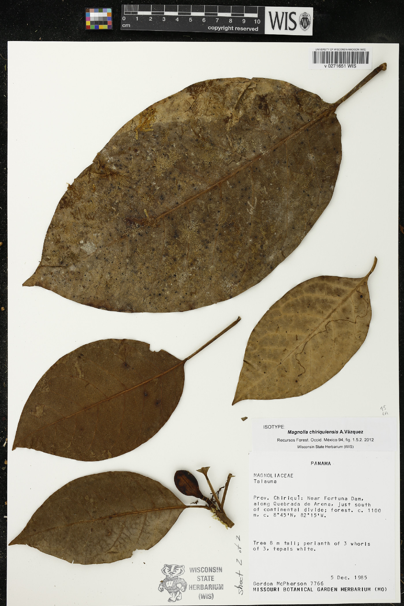 Magnolia chiriquiensis image