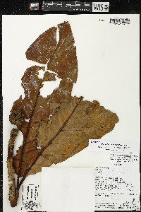 Magnolia equatorialis image