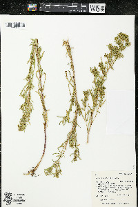 Artemisia dracunculus image