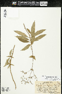 Hedyotis molokaiensis image