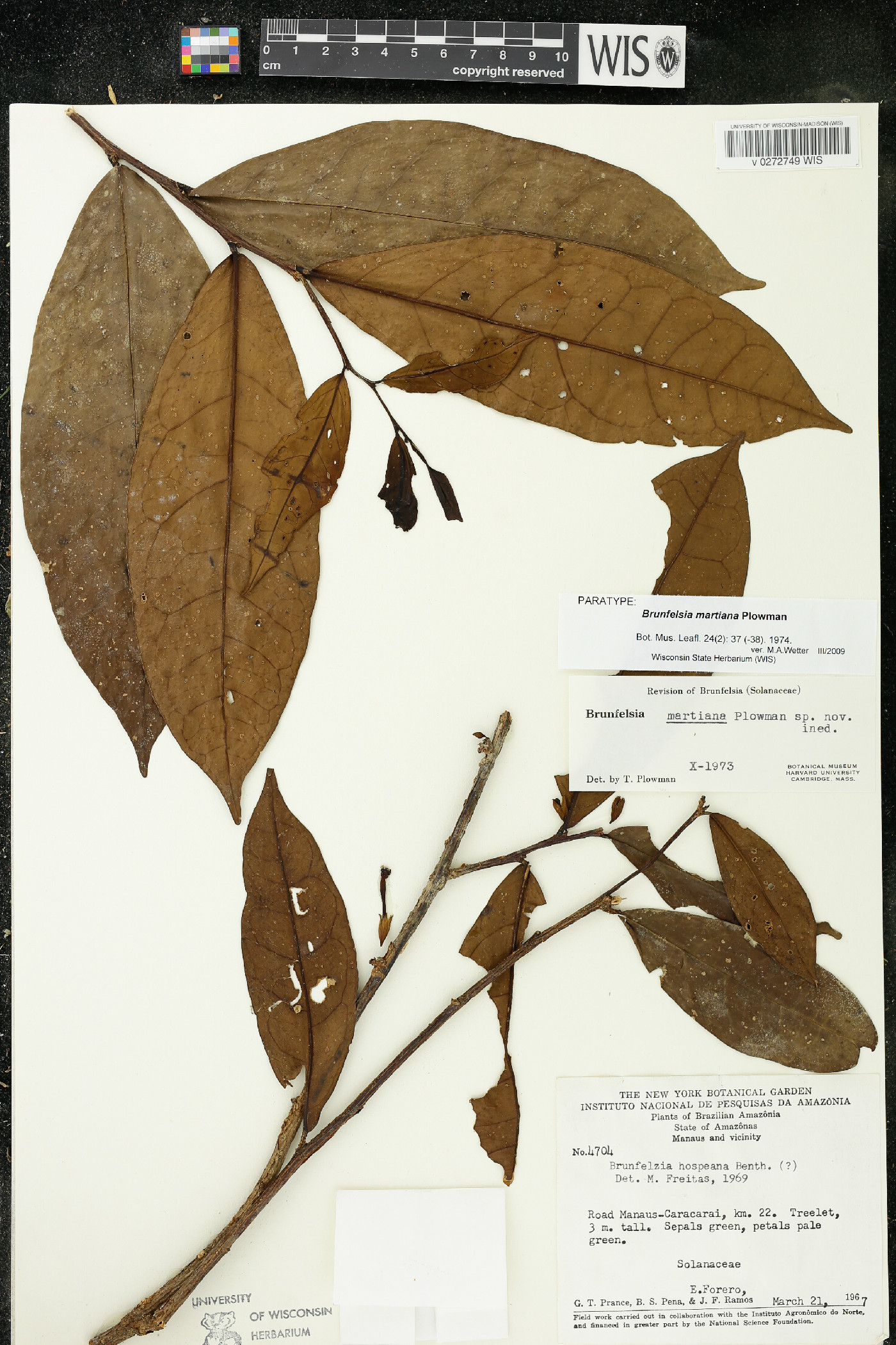 Brunfelsia martiana image