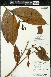 Media resource of Brunfelsia martiana