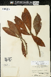 Ardisia densilepidotula image