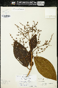 Miconia brittonii image