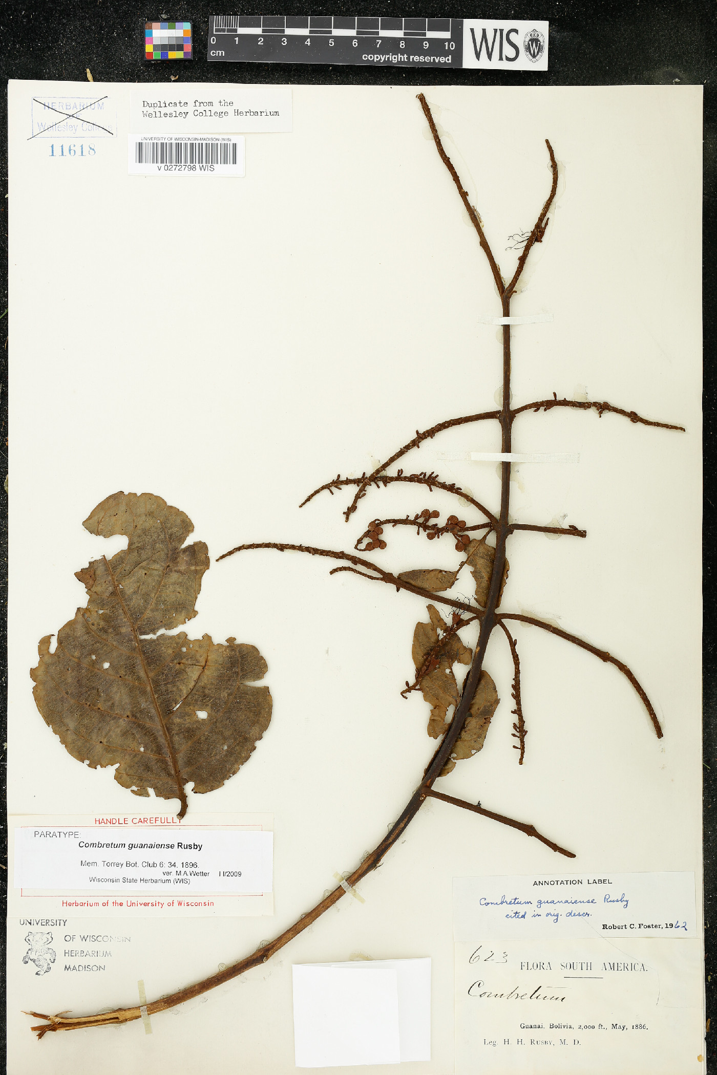 Combretum assimile image