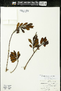 Crinodendron brasiliense image