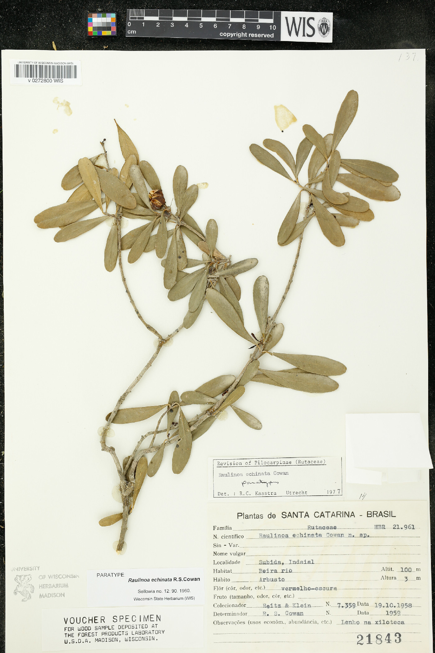 Raulinoa echinata image