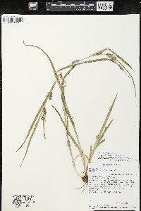 Carex grisea image