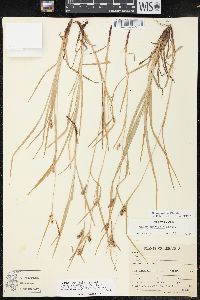 Carex corrugata image