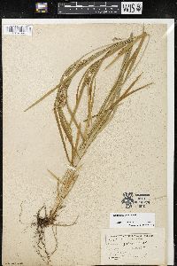 Carex grisea image