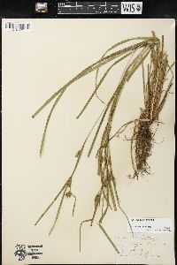 Carex grisea image