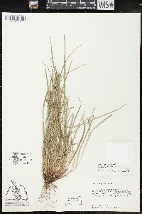 Carex grisea image