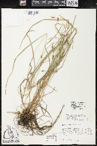 Carex corrugata image