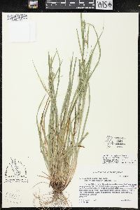 Carex planispicata image