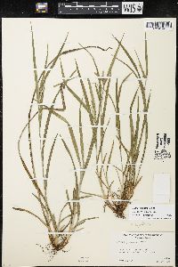 Carex grisea image