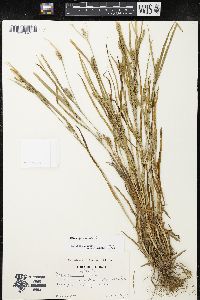 Carex grisea image