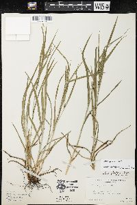 Carex grisea image