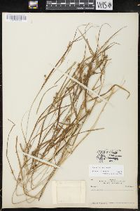 Carex grisea image