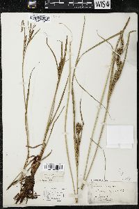 Carex aquatilis var. aquatilis image