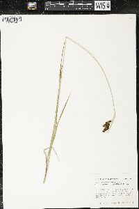 Carex atratiformis image