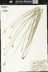 Carex bicknellii image