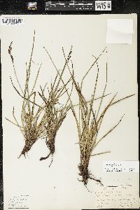 Carex bigelowii image