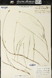 Carex chordorrhiza image