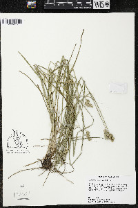 Carex festucacea image