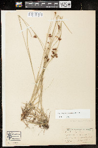 Rhynchospora recognita image