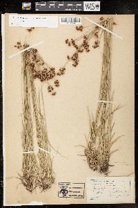 Rhynchospora recognita image