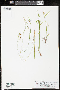 Carex granularis var. haleana image