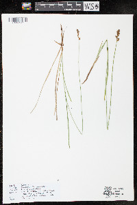 Carex siccata image