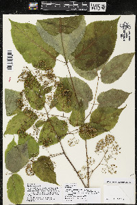 Aralia racemosa image