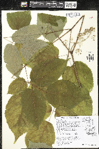 Aralia racemosa image