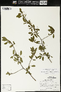 Ilex mucronata image