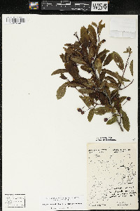 Ilex mucronata image