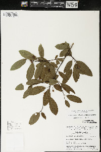 Ilex mucronata image