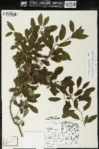 Ilex mucronata image