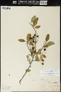 Ilex mucronata image