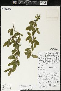 Ilex mucronata image