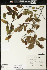 Ilex mucronata image